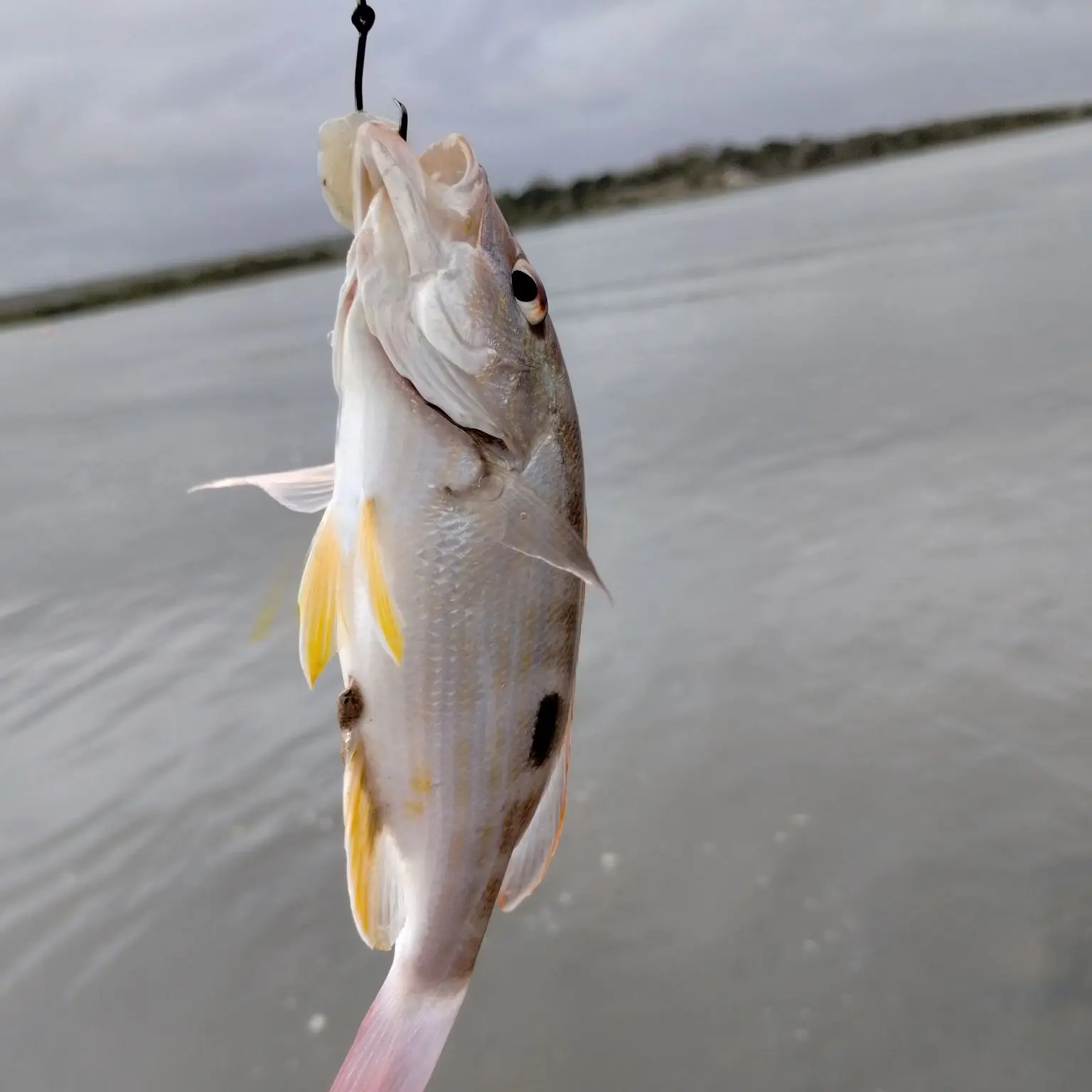 Fishing reports, best baits and forecast for fishing in Matanzas Inlet