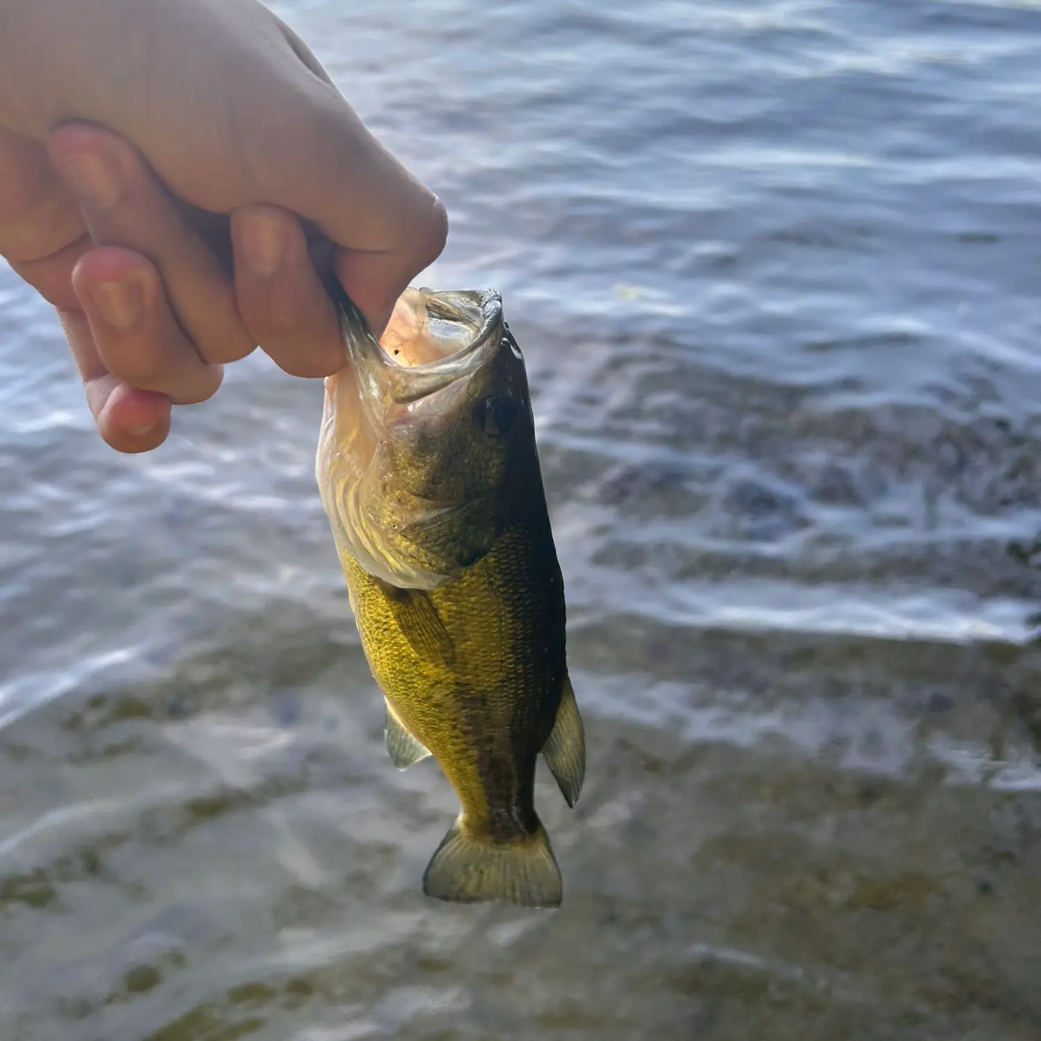 Fishing reports best baits and forecast for fishing in Trask Pond