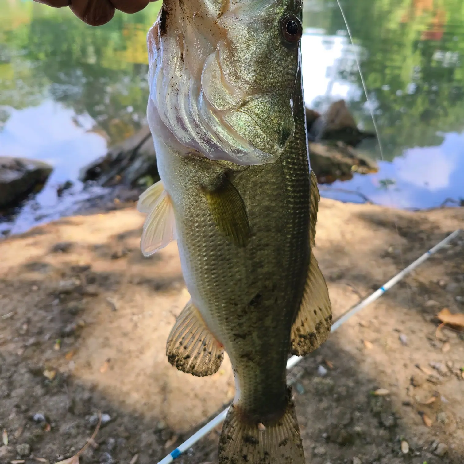 Fishing reports, best baits and forecast for fishing in Yoctangee Park Pond