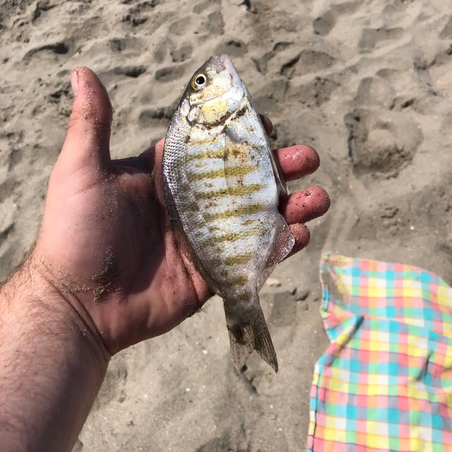 Santa Cruz Pier fishing reports Live Oak CA United States