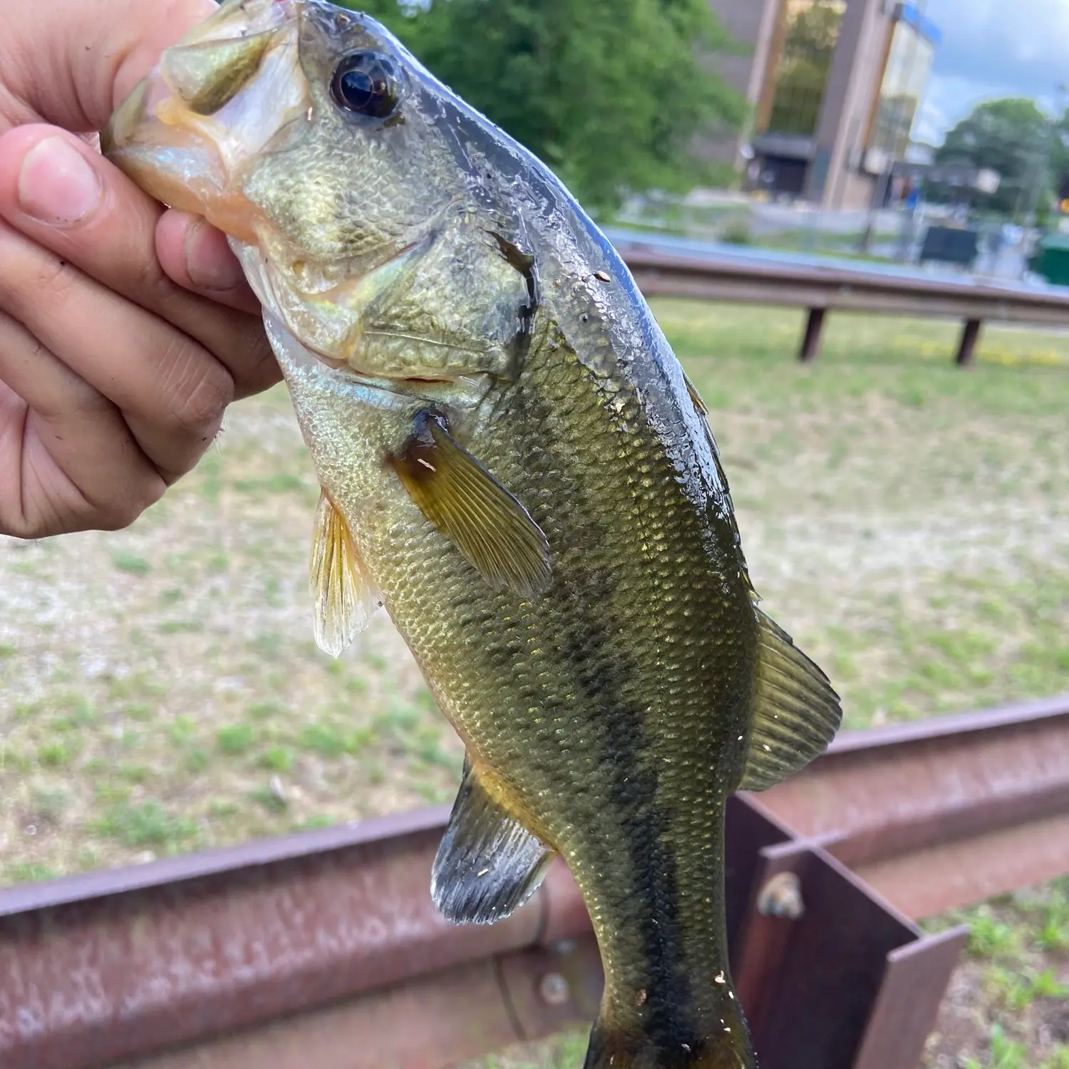 Barbour pond discount wayne nj fishing