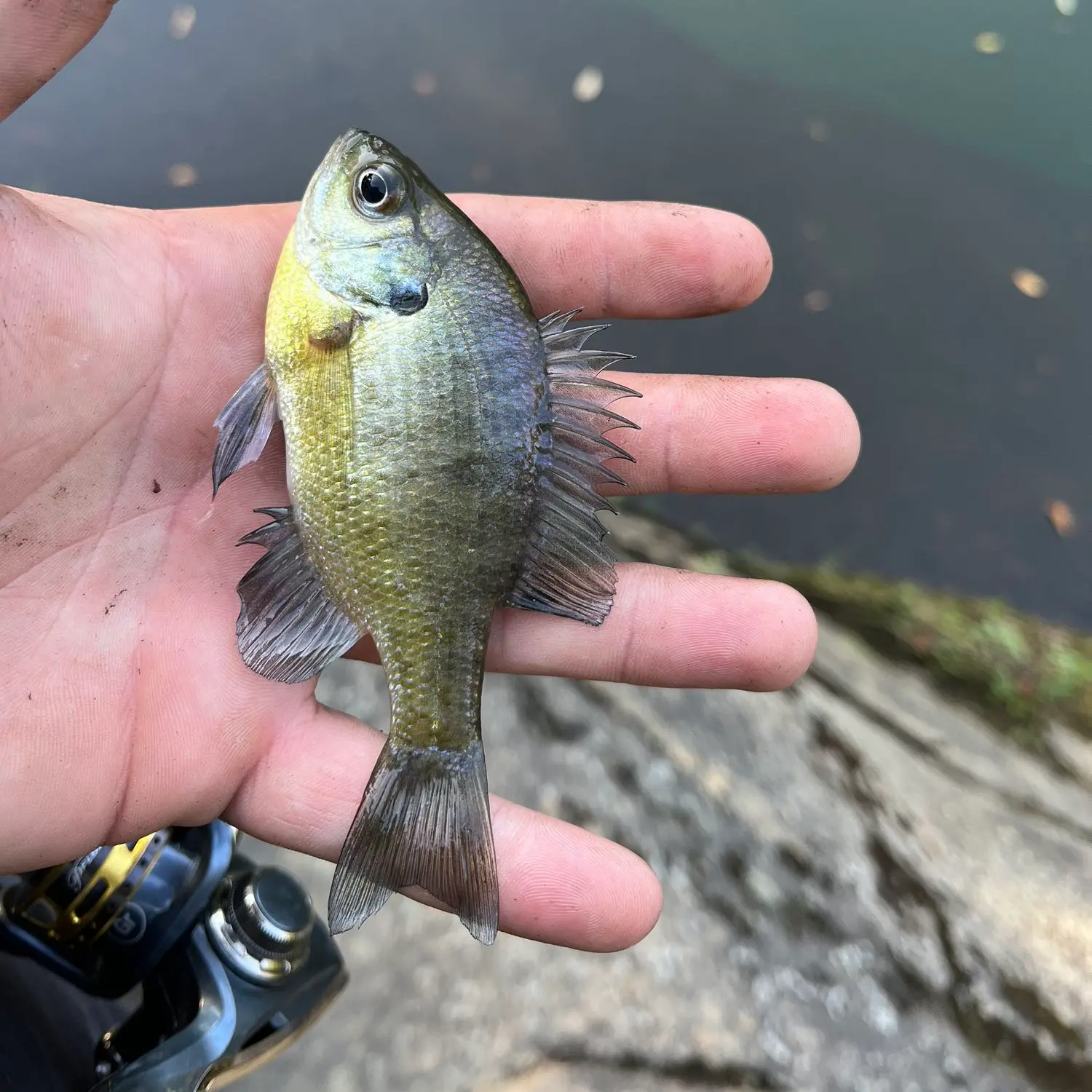 Fishing reports, best baits and forecast for fishing in Scott Creek