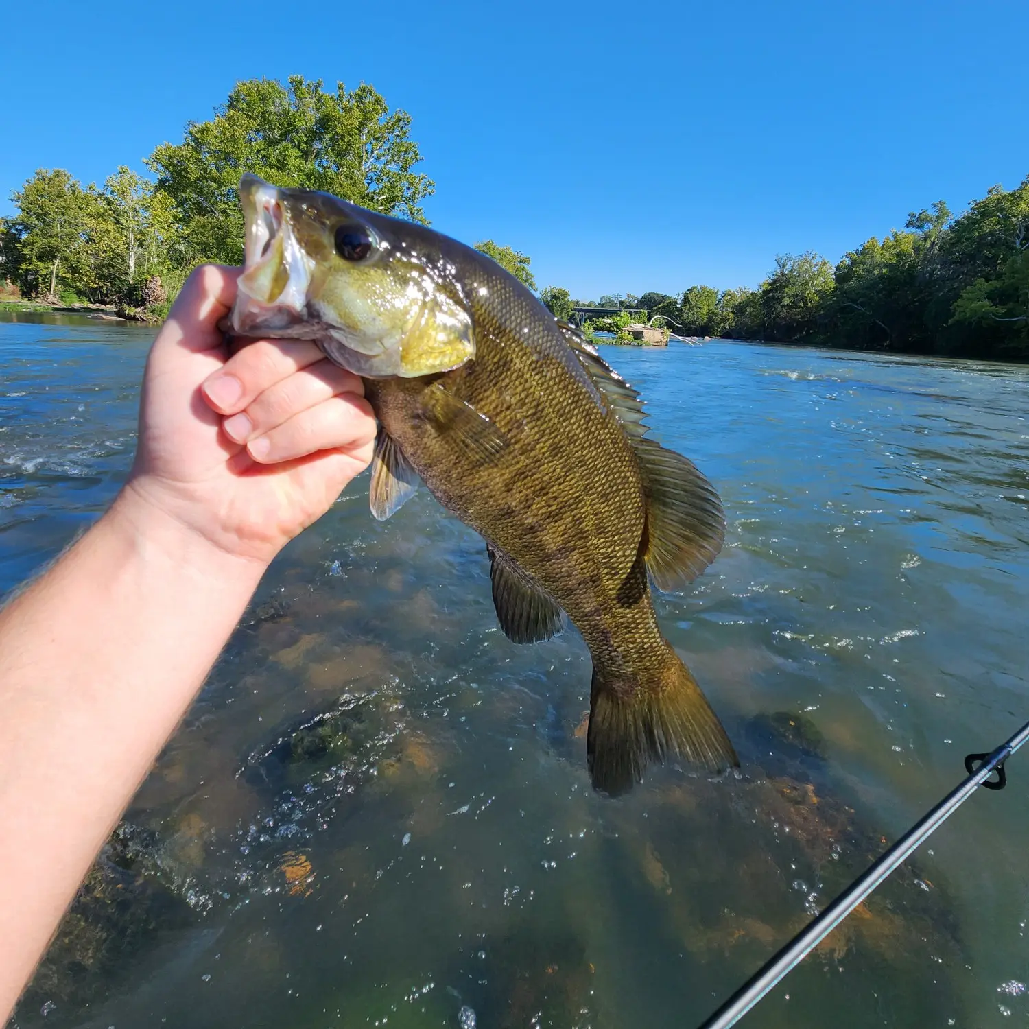 Fishing reports, best baits and forecast for fishing in Saluda River