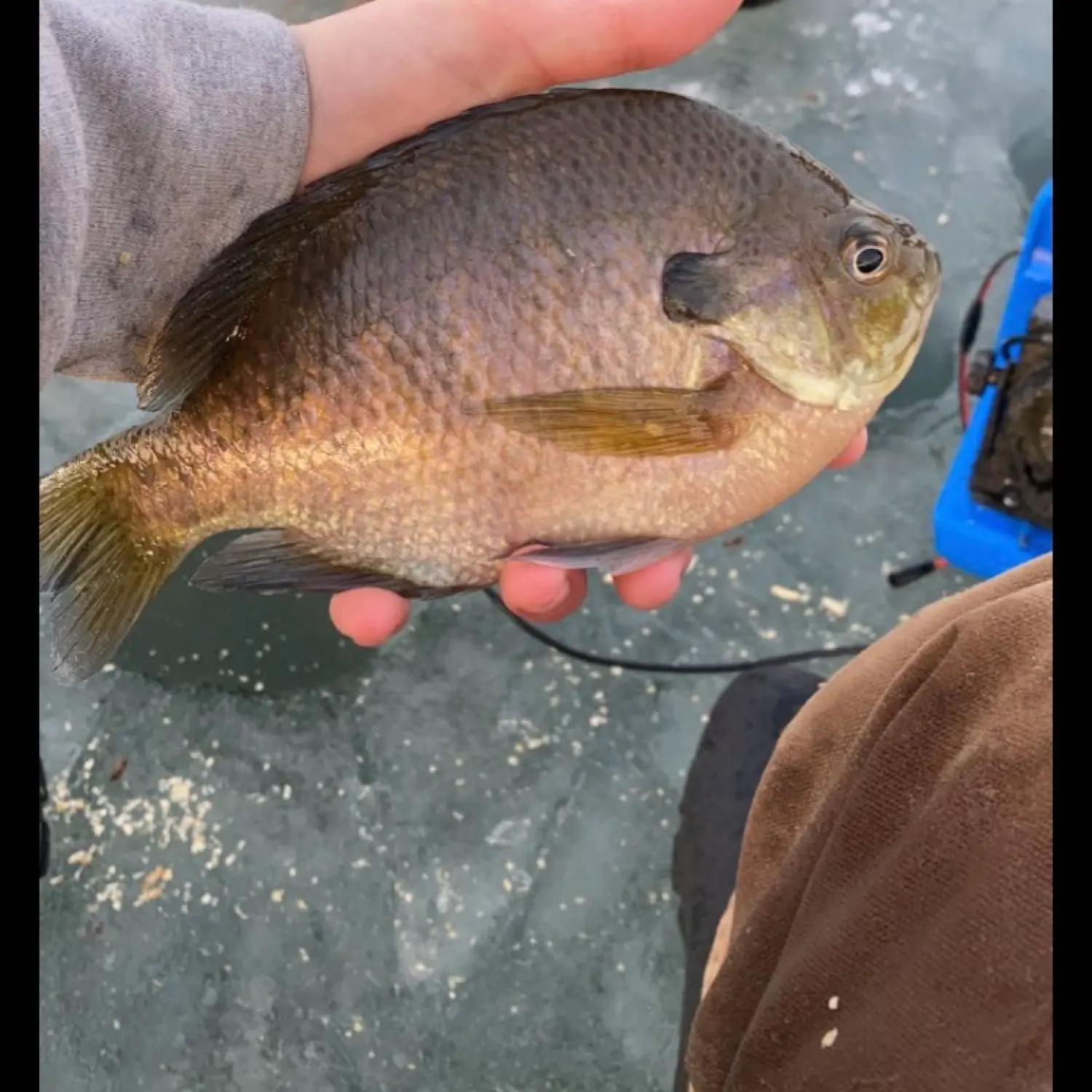 Goose Lake fishing report