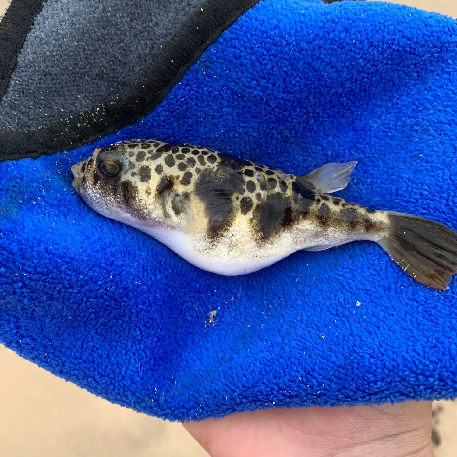 Quality Marine - Fish - Toadfish - Quality Marine