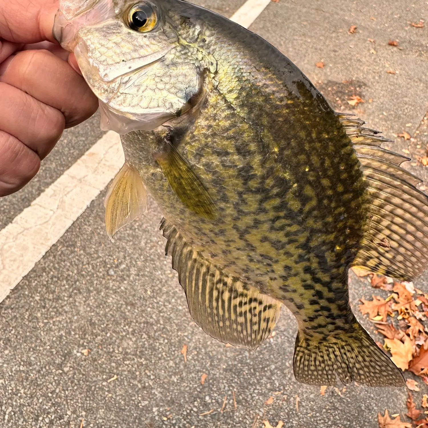 Fishing reports, best baits and forecast for fishing in Oradell Reservoir