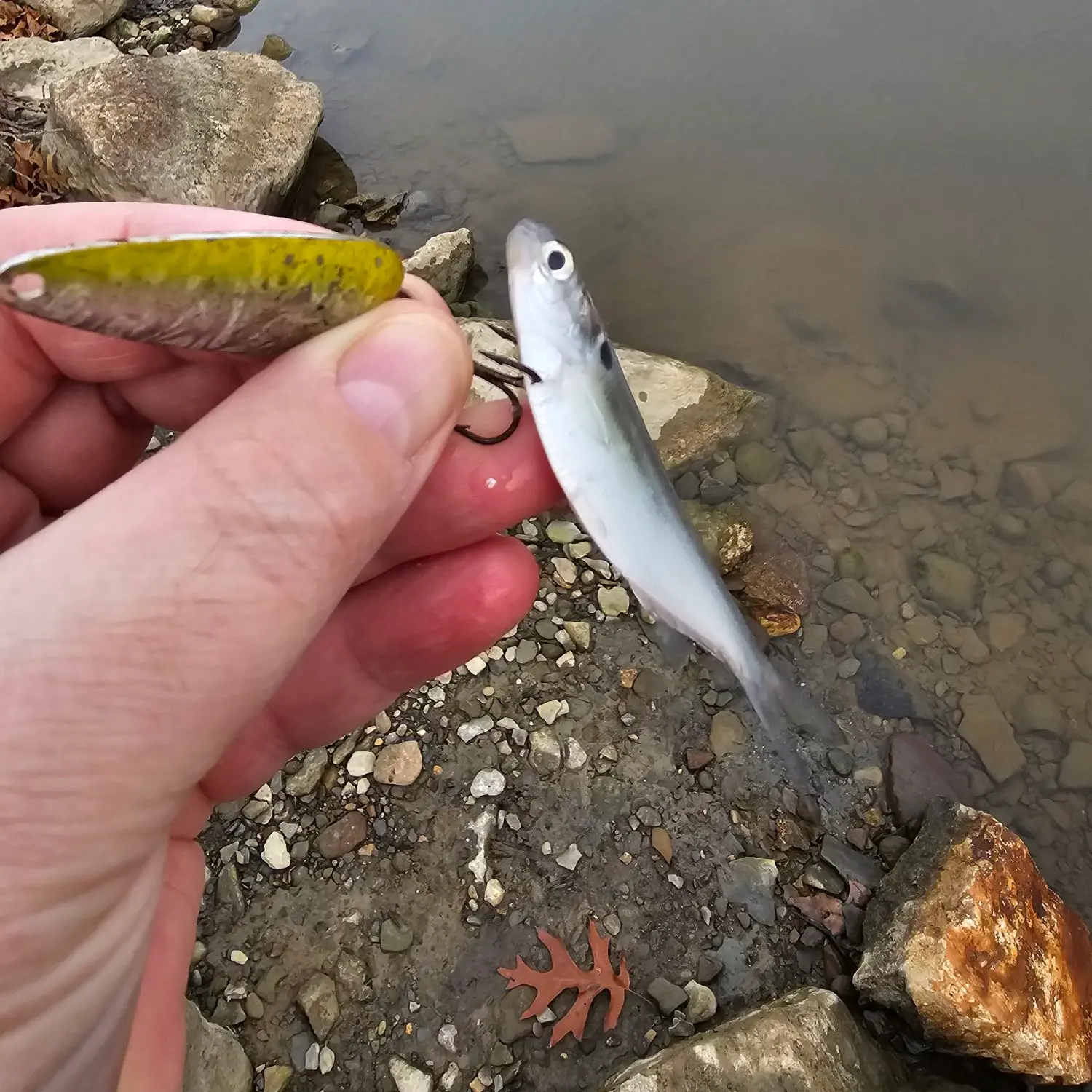 Fishing for Dotted gizzard shad near you