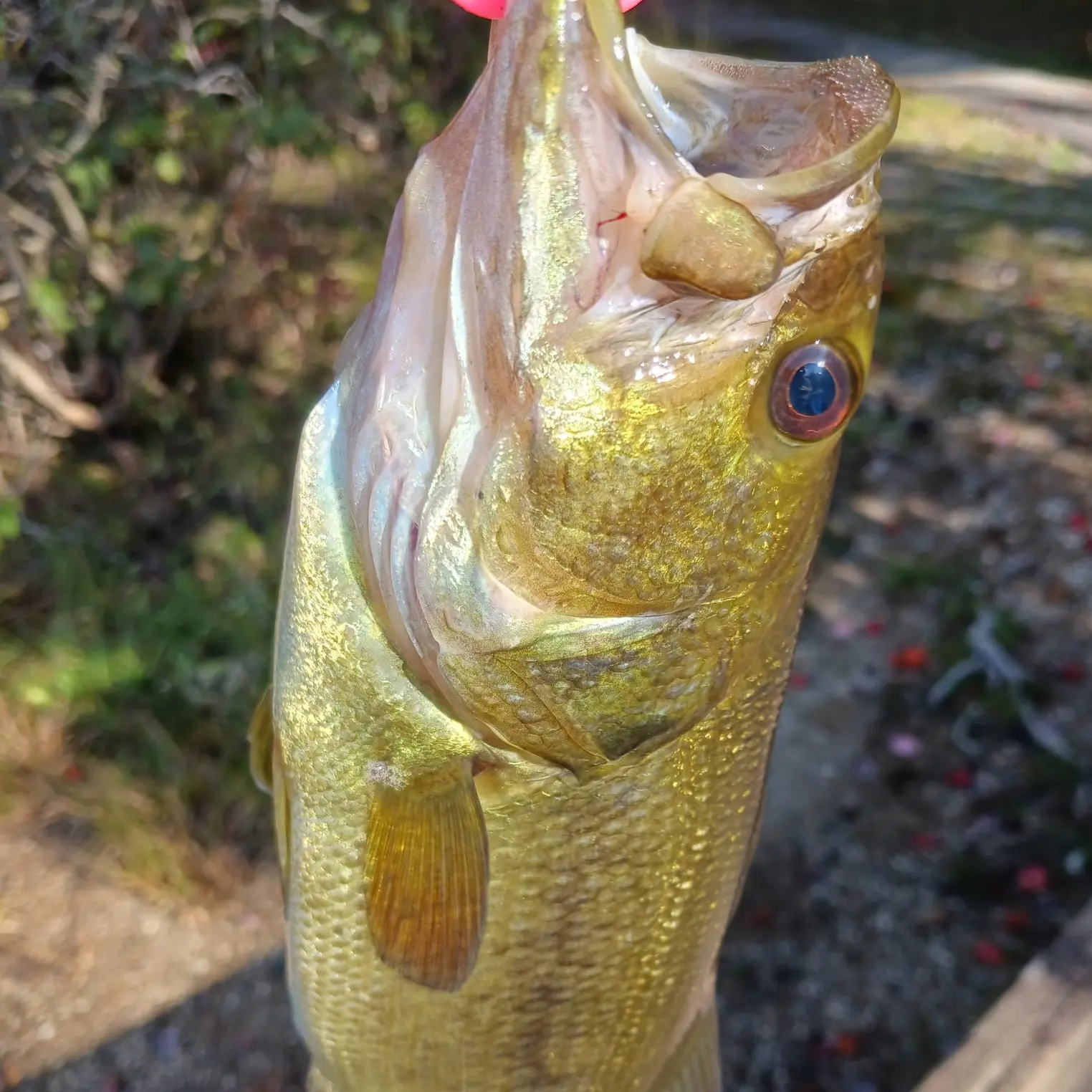 ᐅ Buffumville Lake fishing reports🎣• Oxford, MA (United States) fishing