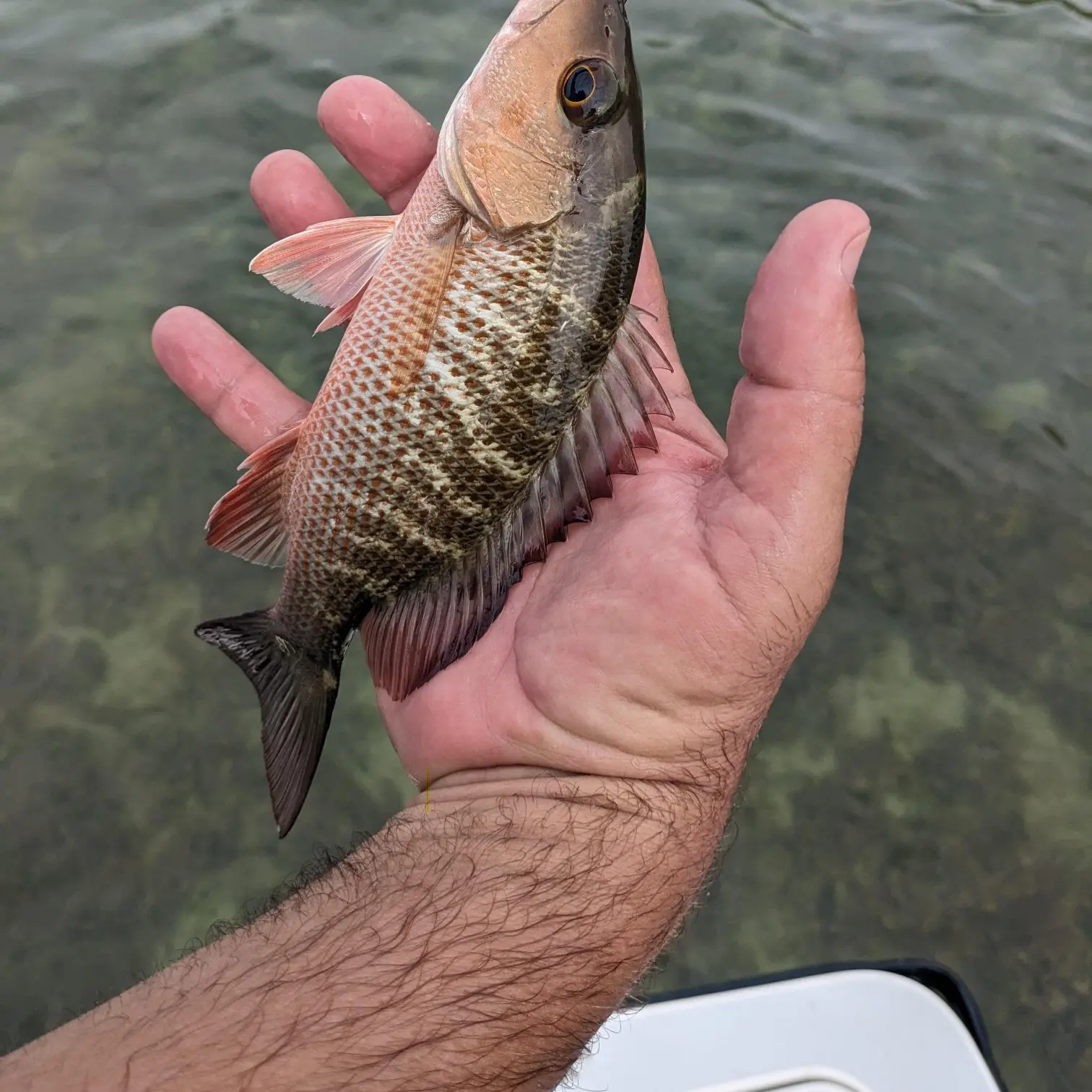 Mangrove Snapper - Smarter Fishing