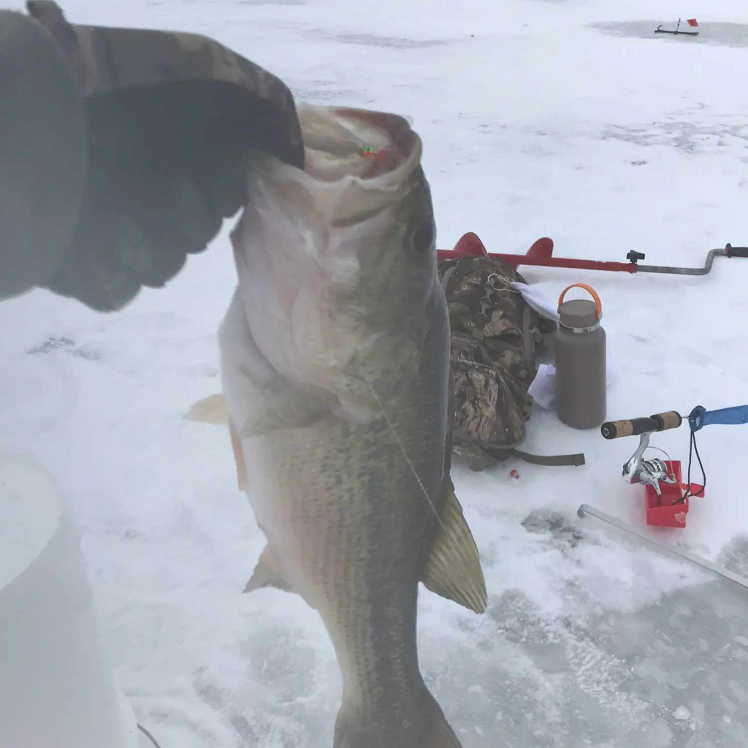 Fishing reports, best baits and forecast for fishing in Schoenberg Marsh