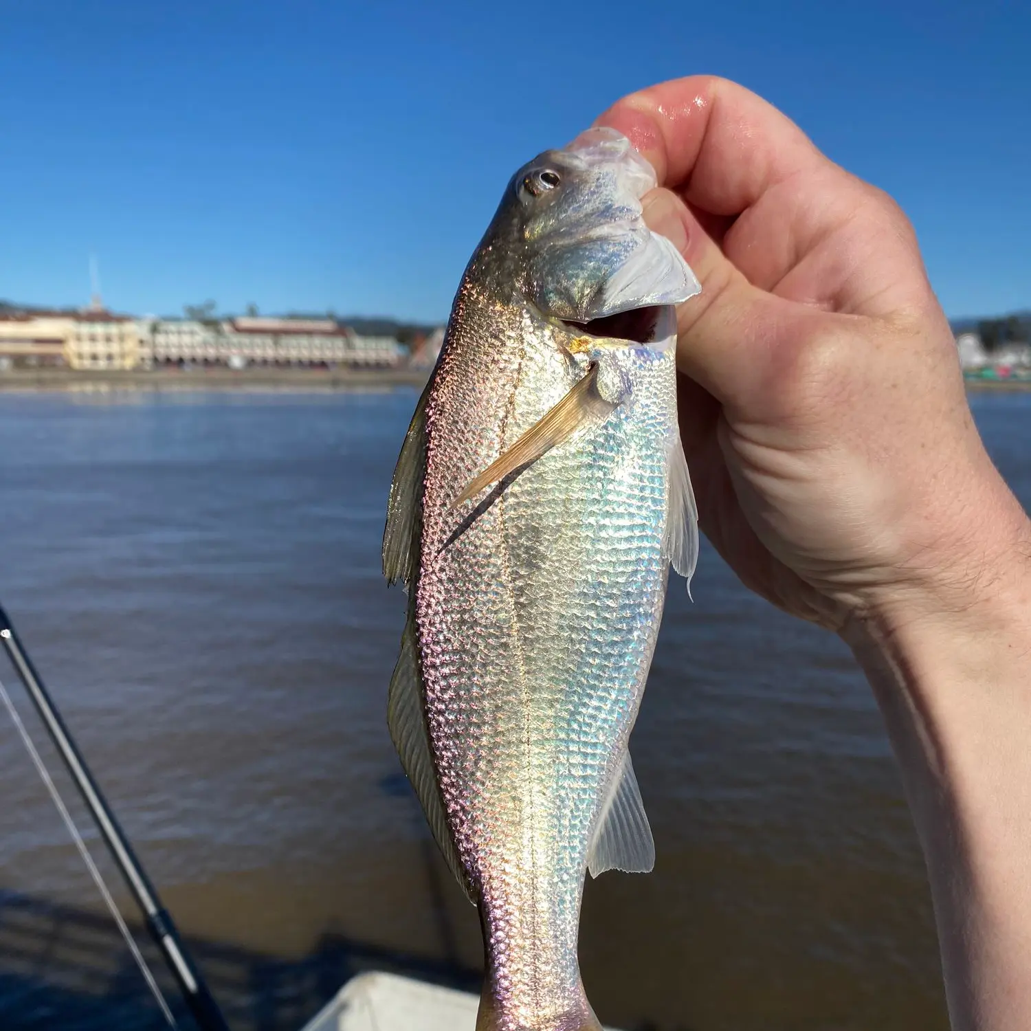 Santa Cruz Pier fishing reports Live Oak CA United States