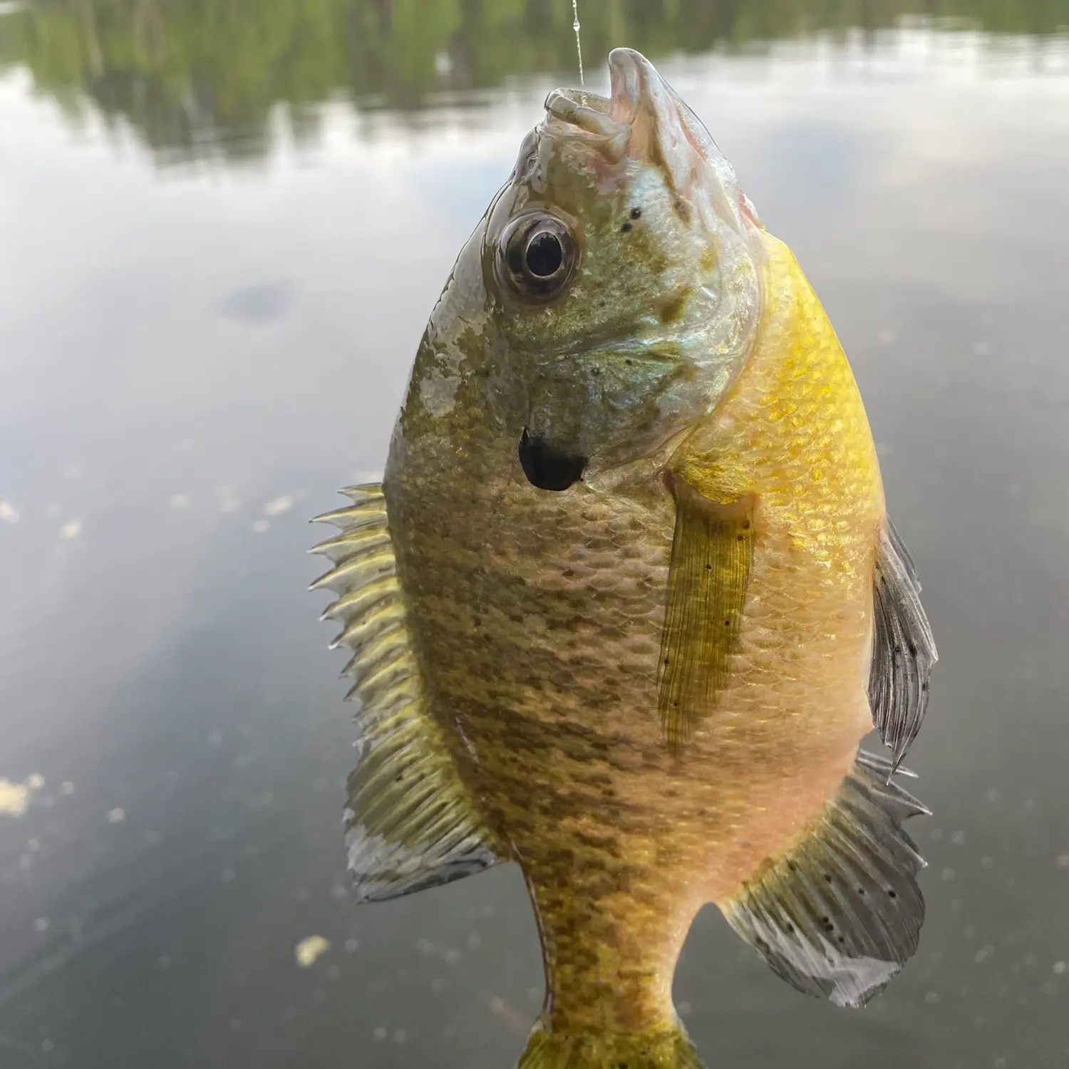 Fishing reports best baits and forecast for fishing in Beatrice Lake