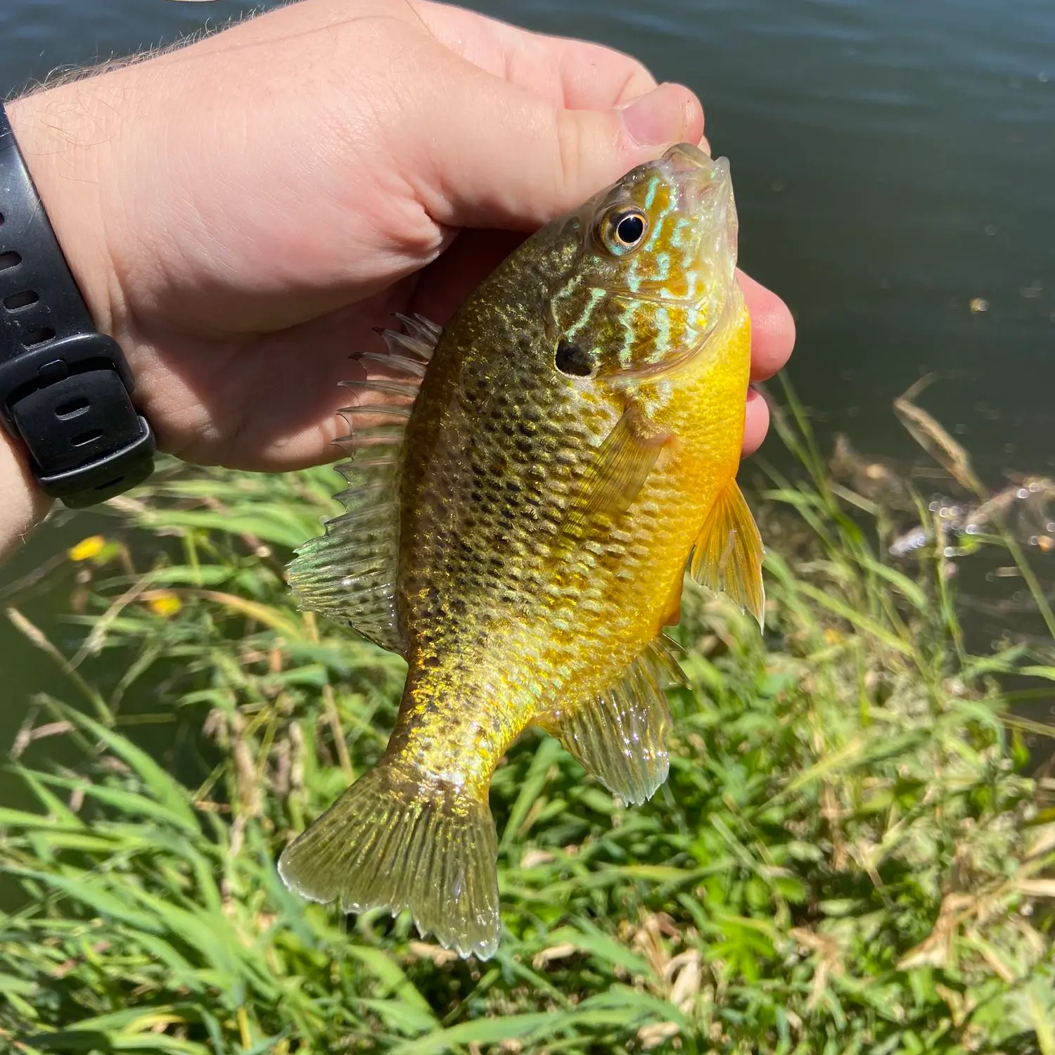 18+ Smith River Fishing Report