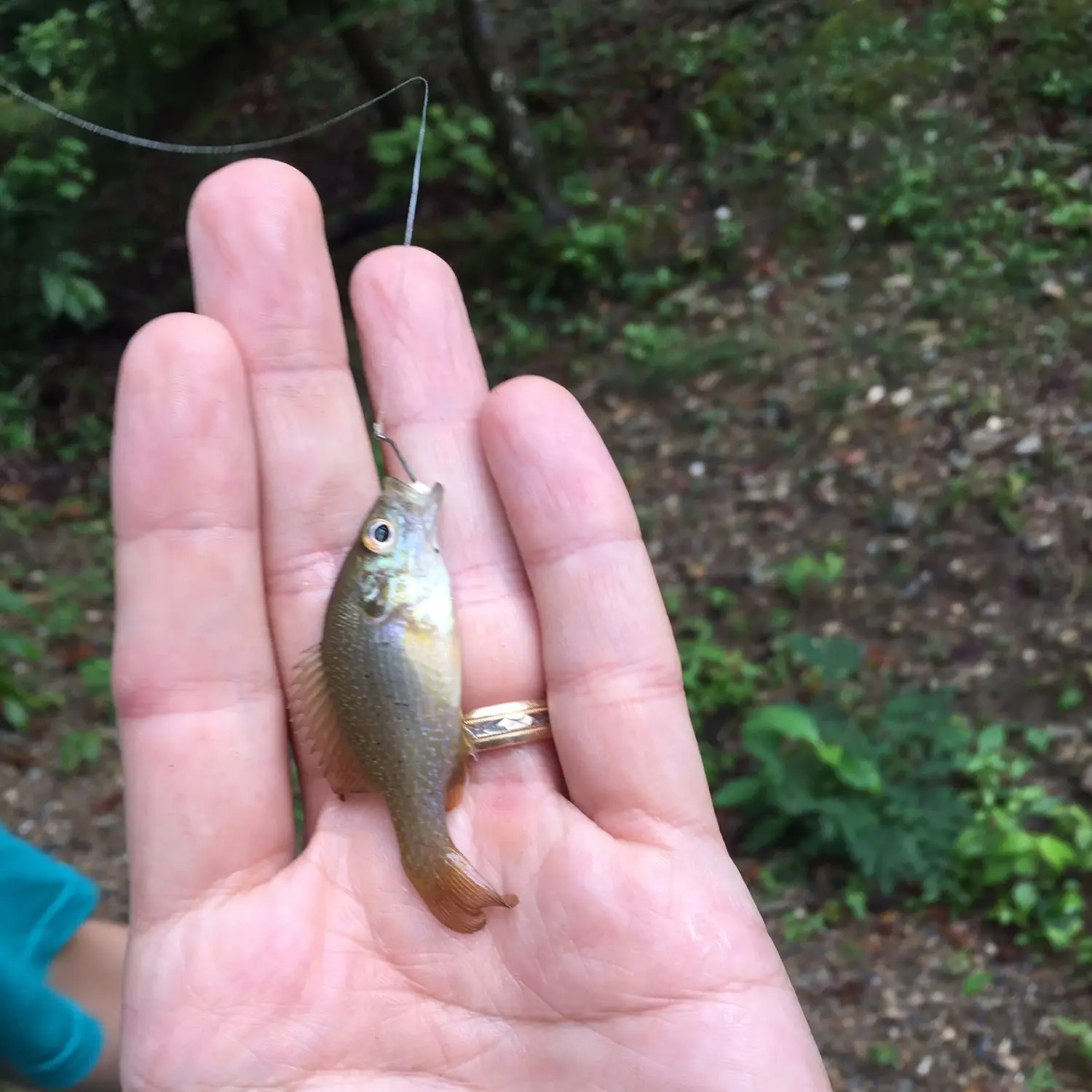 Smallest fish caught on a hook?