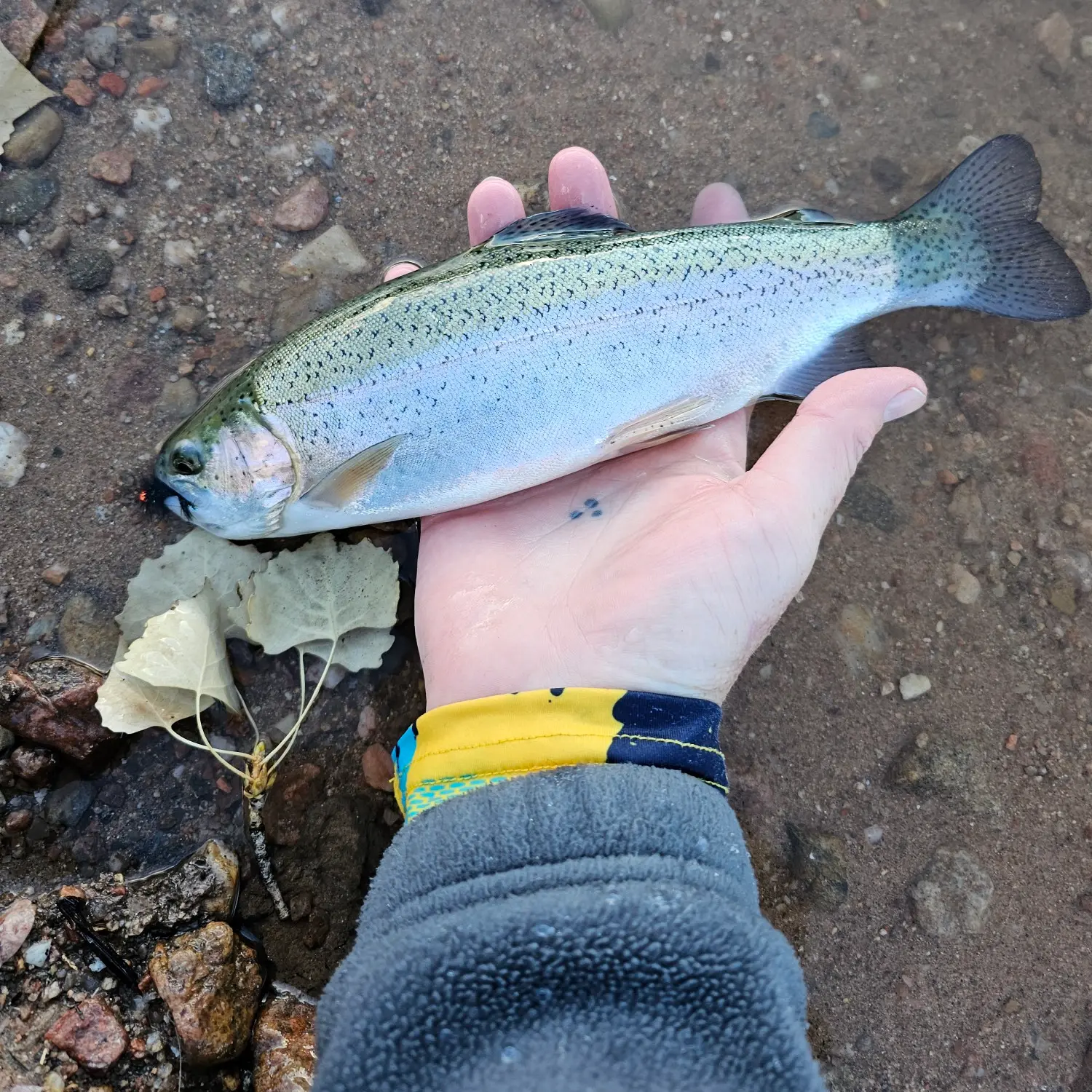 Santa Cruz Lake fishing reports Espa ola NM United States