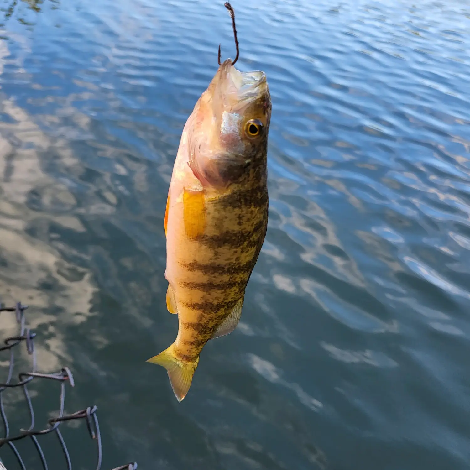 Fishing reports best baits and forecast for fishing in Trask Lake