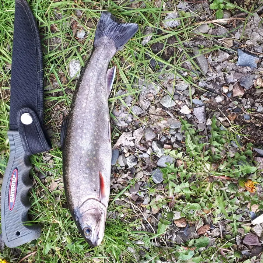 Musquodoboit River fishing report