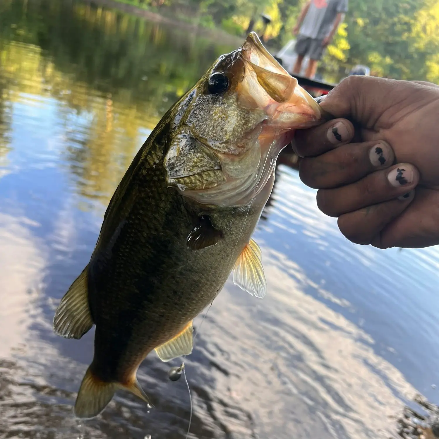 Fishing reports, best baits and forecast for fishing in Chicopee River