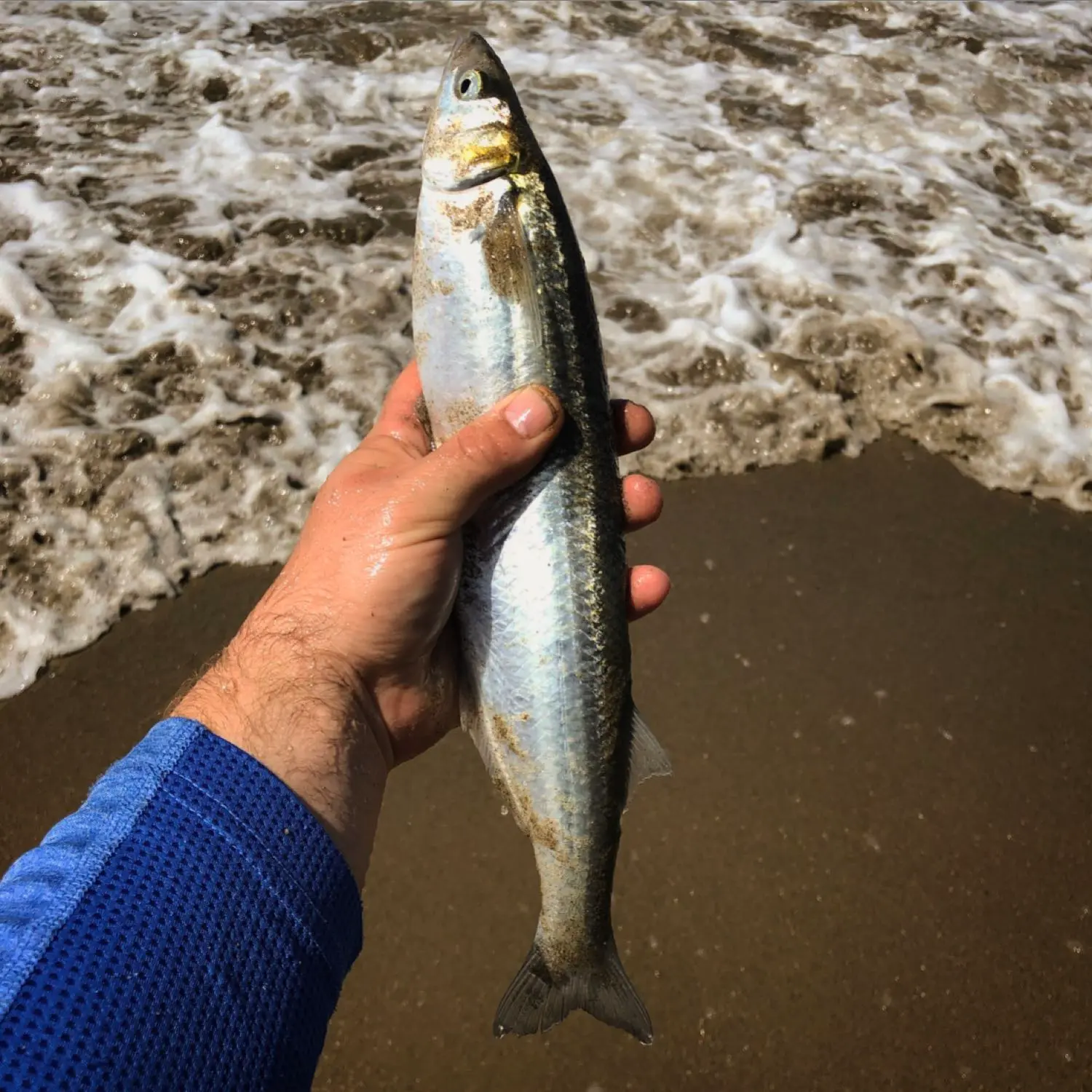 Santa Cruz Pier fishing reports Live Oak CA United States