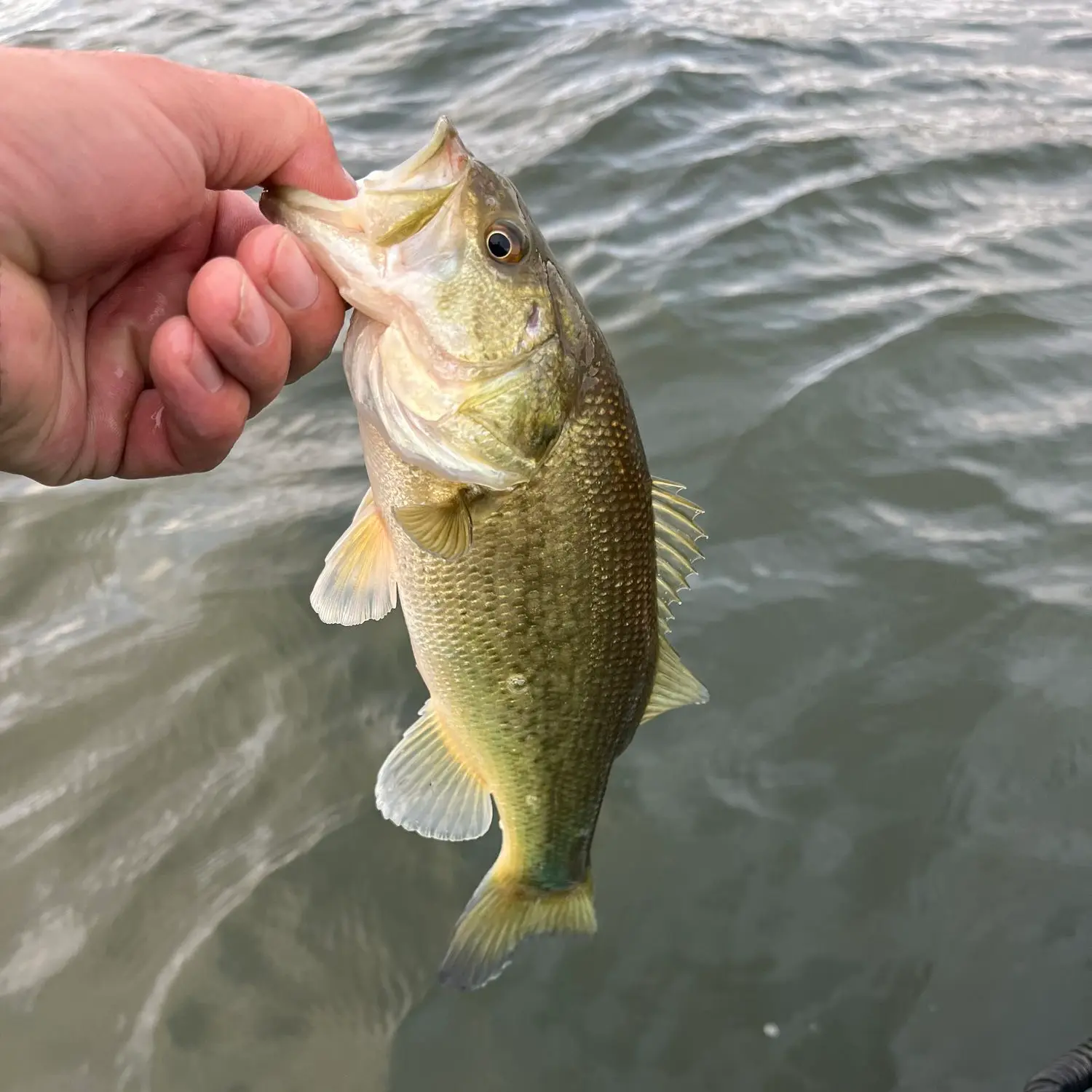 Fishing reports, best baits and forecast for fishing in Lake Ronkonkoma