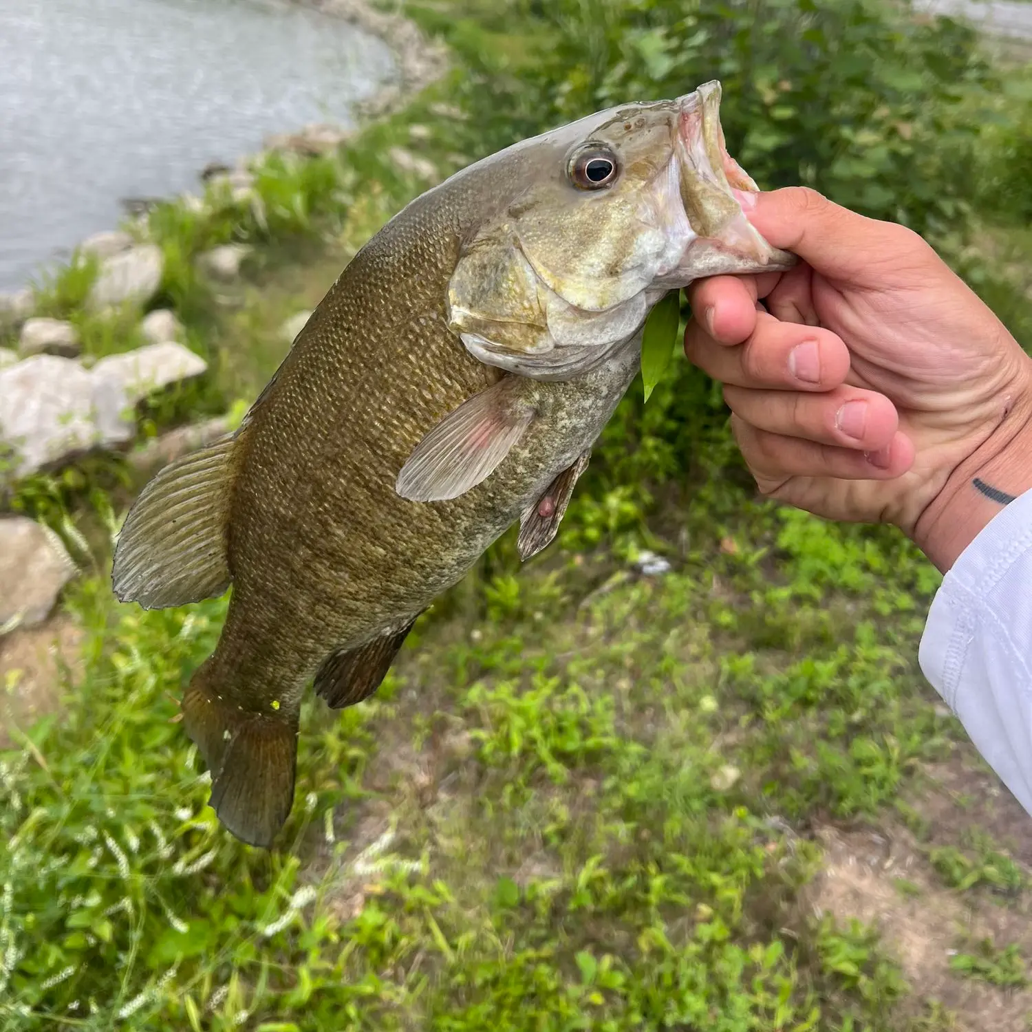 ᐅ Tobacco River Fishing Reports🎣• Midland, Mi (united States) Fishing