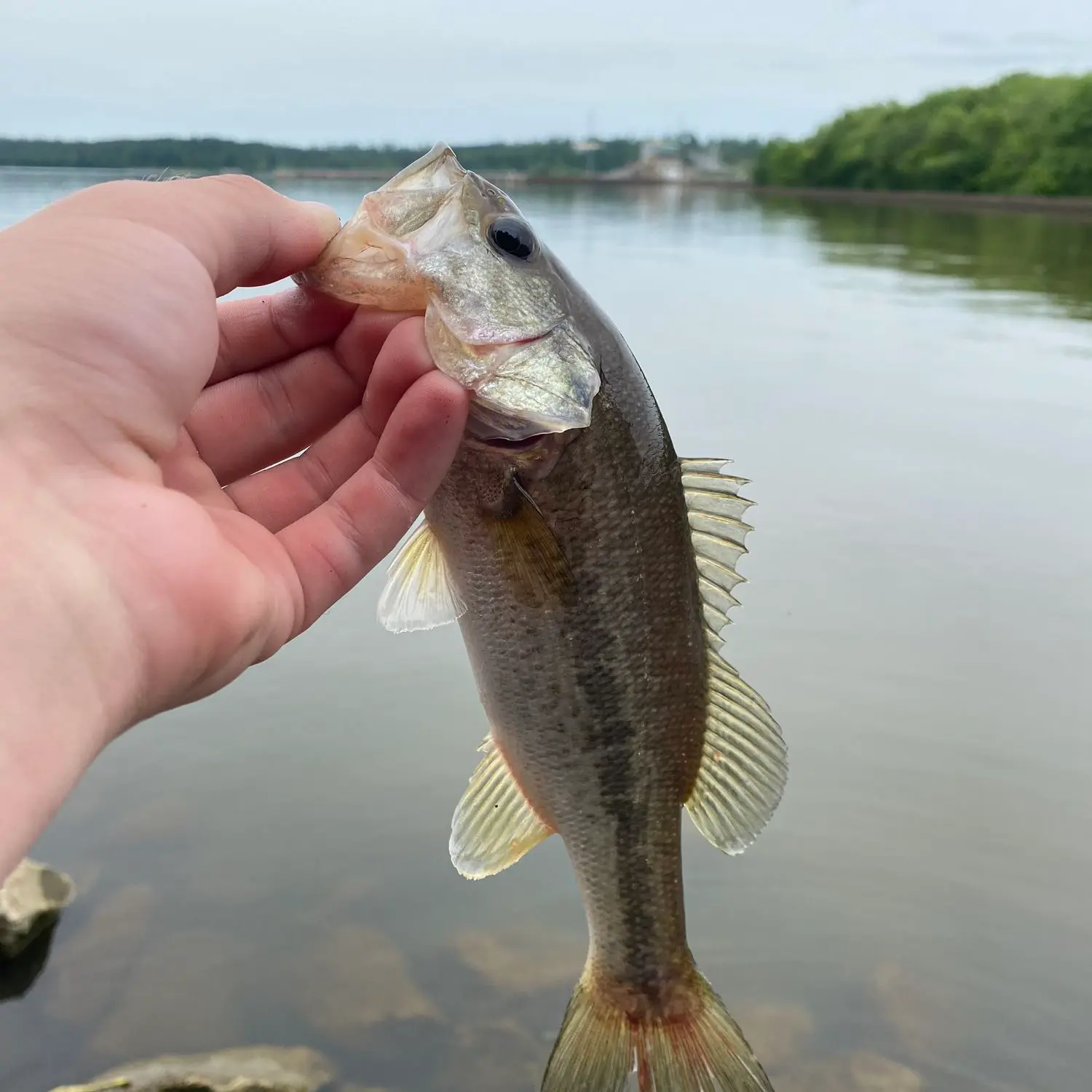 24+ Fishing Report For Lake Seminole