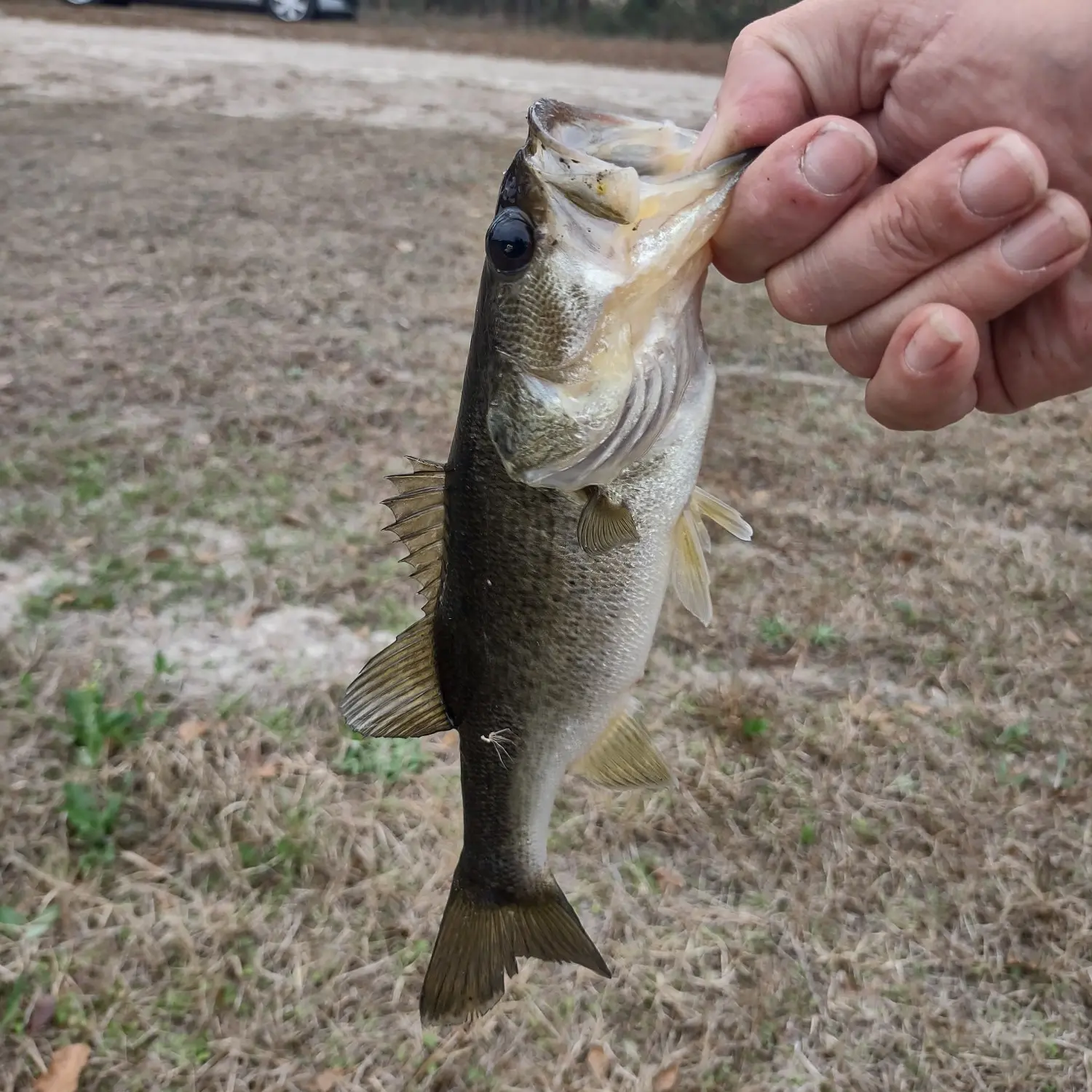 Fishing reports, best baits and forecast for fishing in Davis Swamp