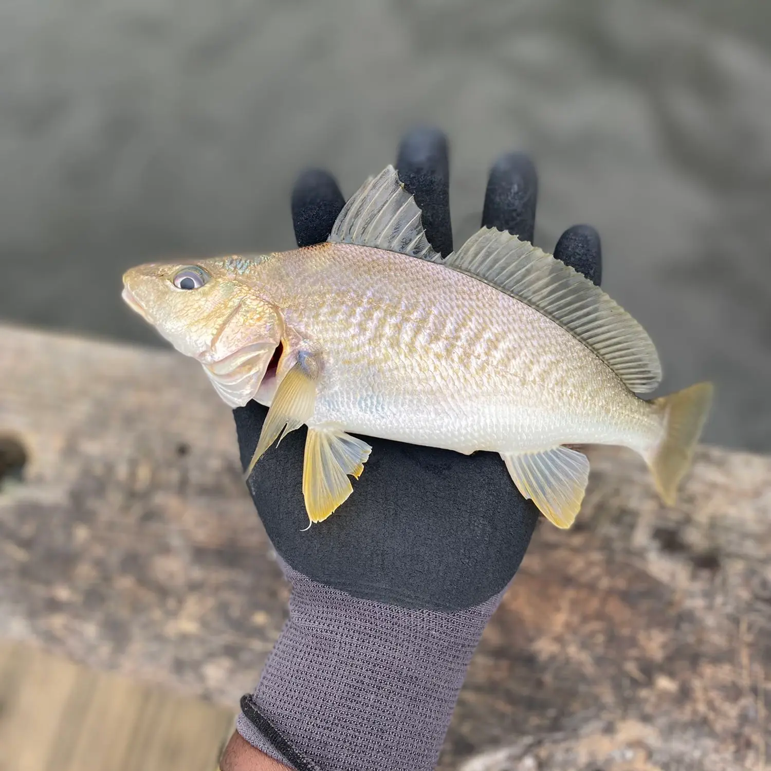 Doctor fish. Florida, USA : r/Fishing