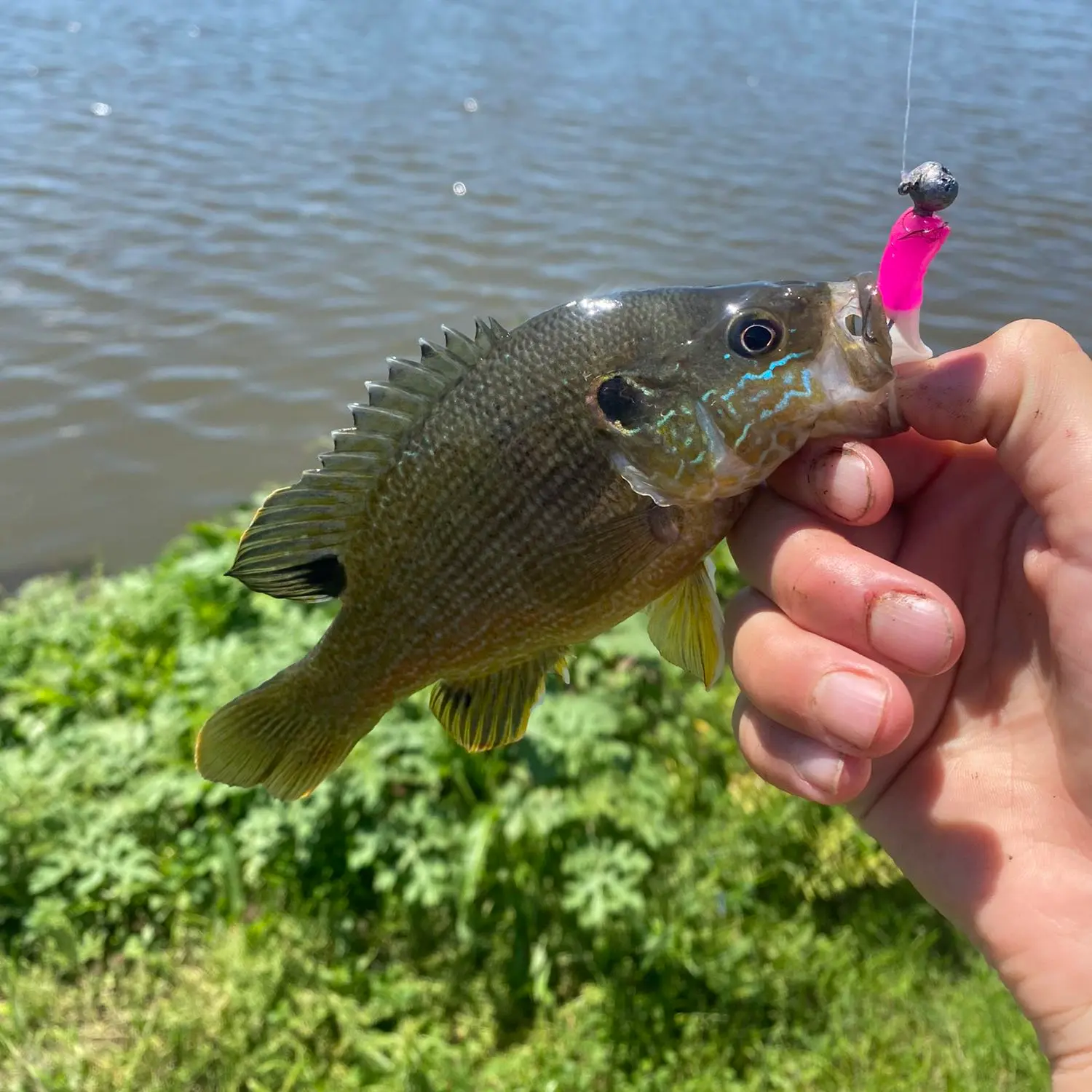Fishing reports, best baits and forecast for fishing in Hobbs Creek