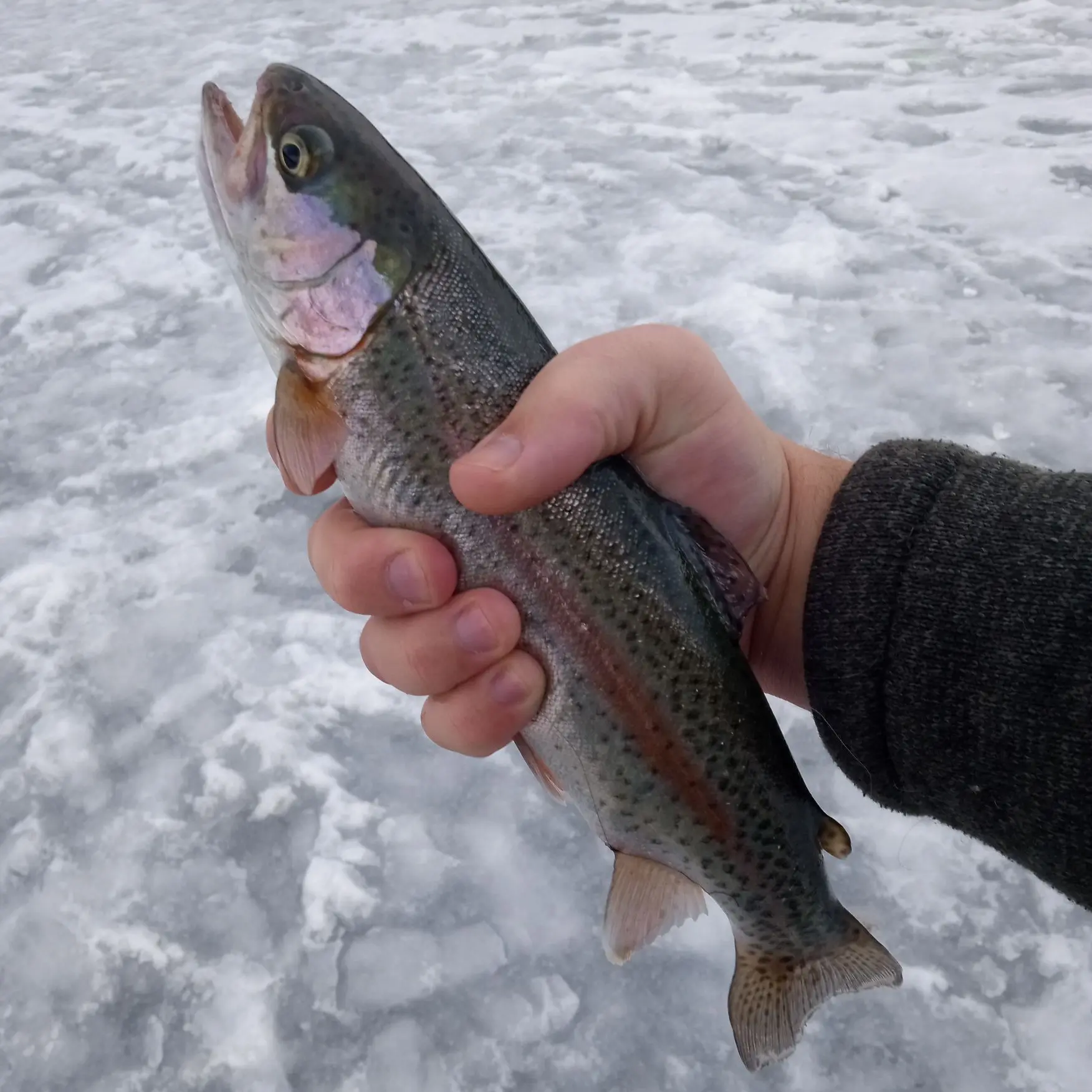 14+ Evergreen Lake Fishing