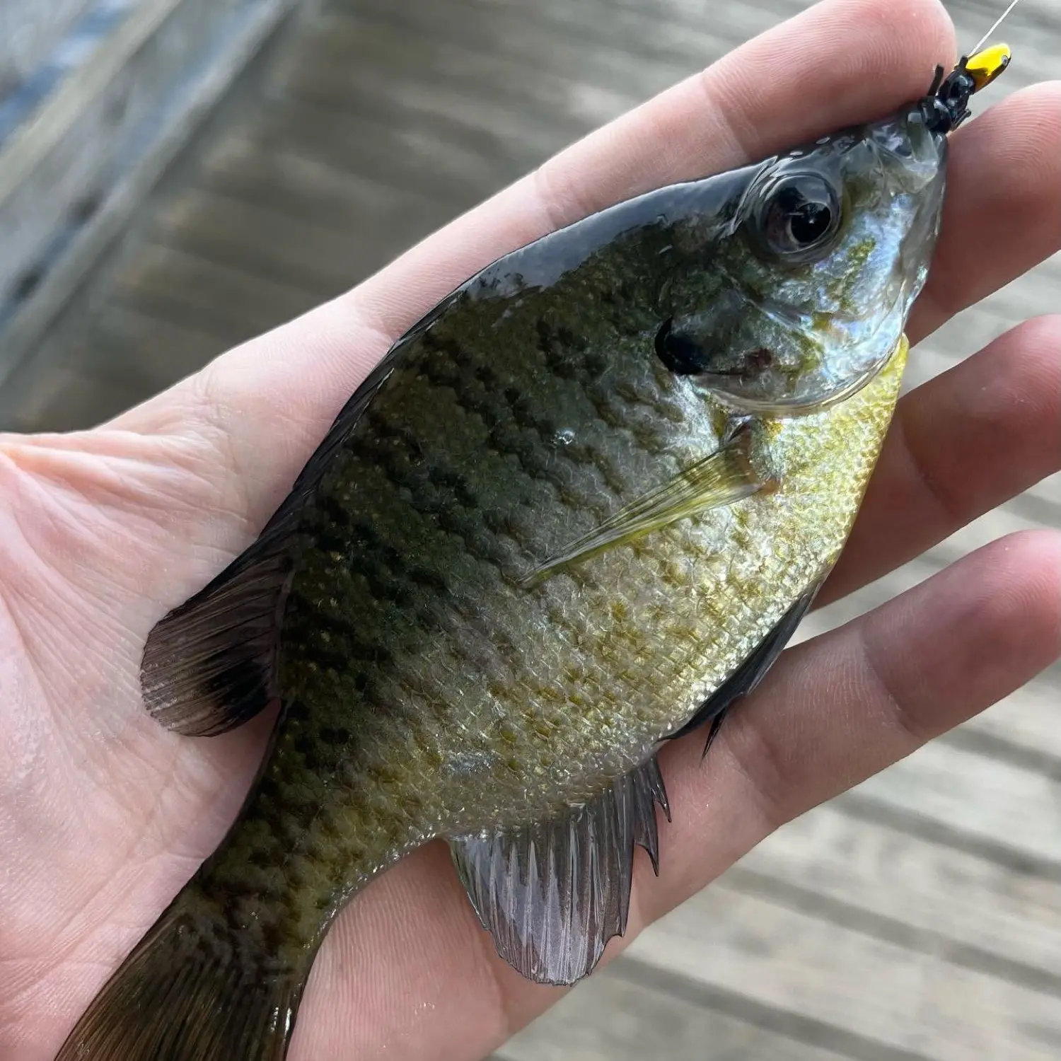 Bluegill Hanging On Fishing Line. by Stocksy Contributor Justin