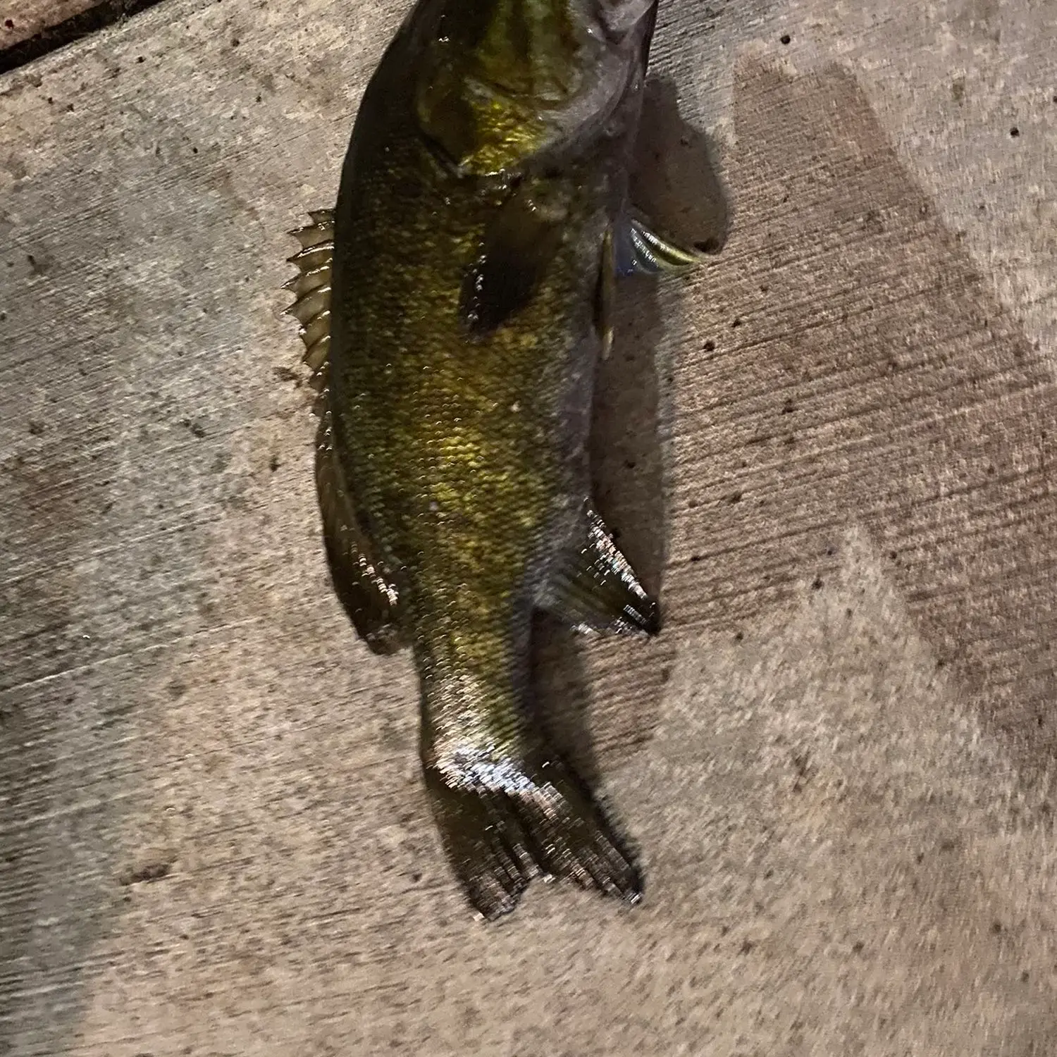 17+ Wolf River Fishing Report