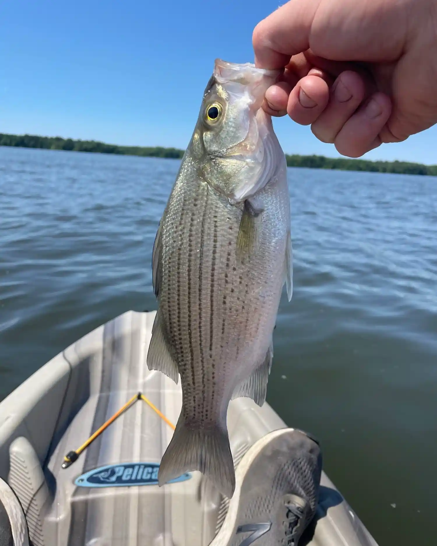 23+ Pymatuning Fishing Report Today