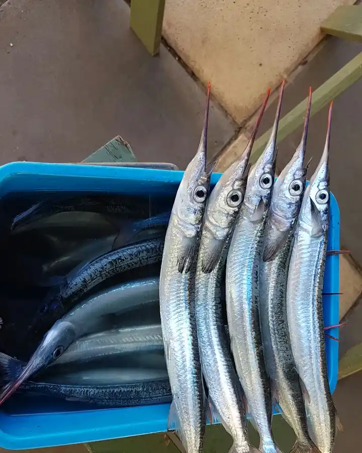 Fishing For Mullet at Berry Bay on the Yorke Peninsula 