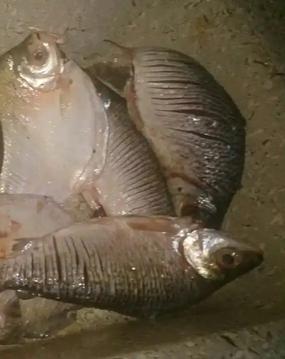 fish iranduba