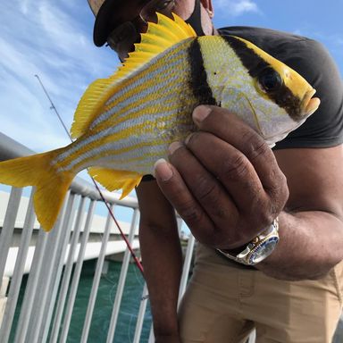 Catch from narcisocurbelo