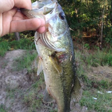 Catch from AlabamaBassin