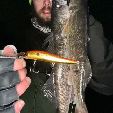 Catch from Fisherbassintv