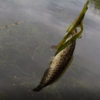 Catch from bipperbaits