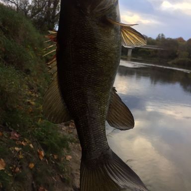 Catch from Bass4k