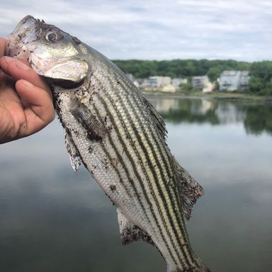 Catch from MPVfishing