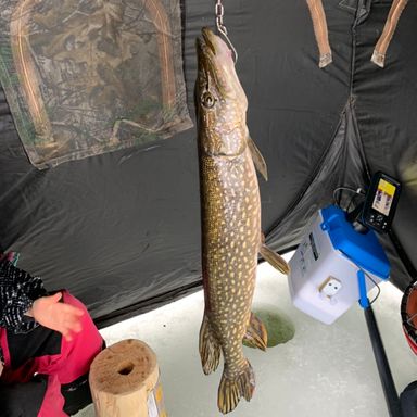 Catch from SouthernOntarioAngling