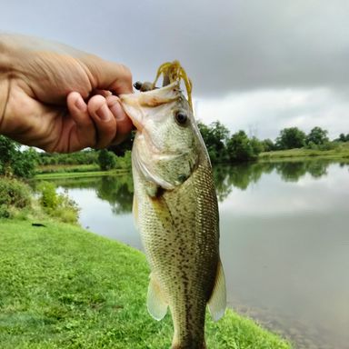 Catch from freshwater_finesse