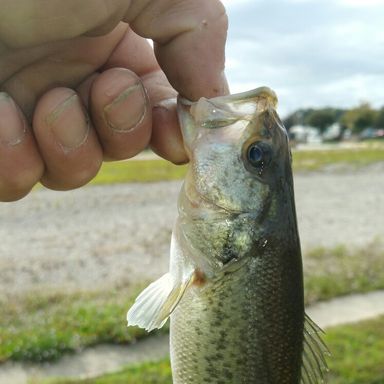 Catch from bass_tastic