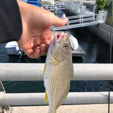 Catch from RyujinCalifishing