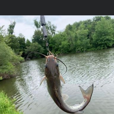 Catch from Kcfishing61