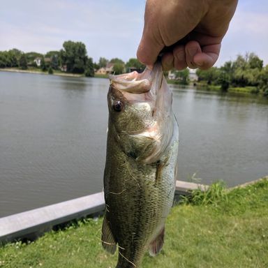 Catch from localfish82
