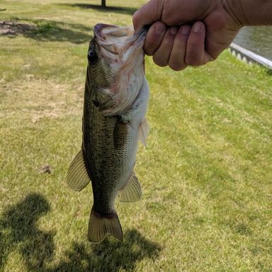 Catch from localfish82