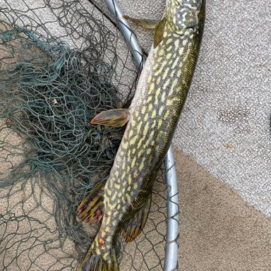 Catch from fishing.pike