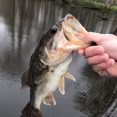 Catch from BASbaits